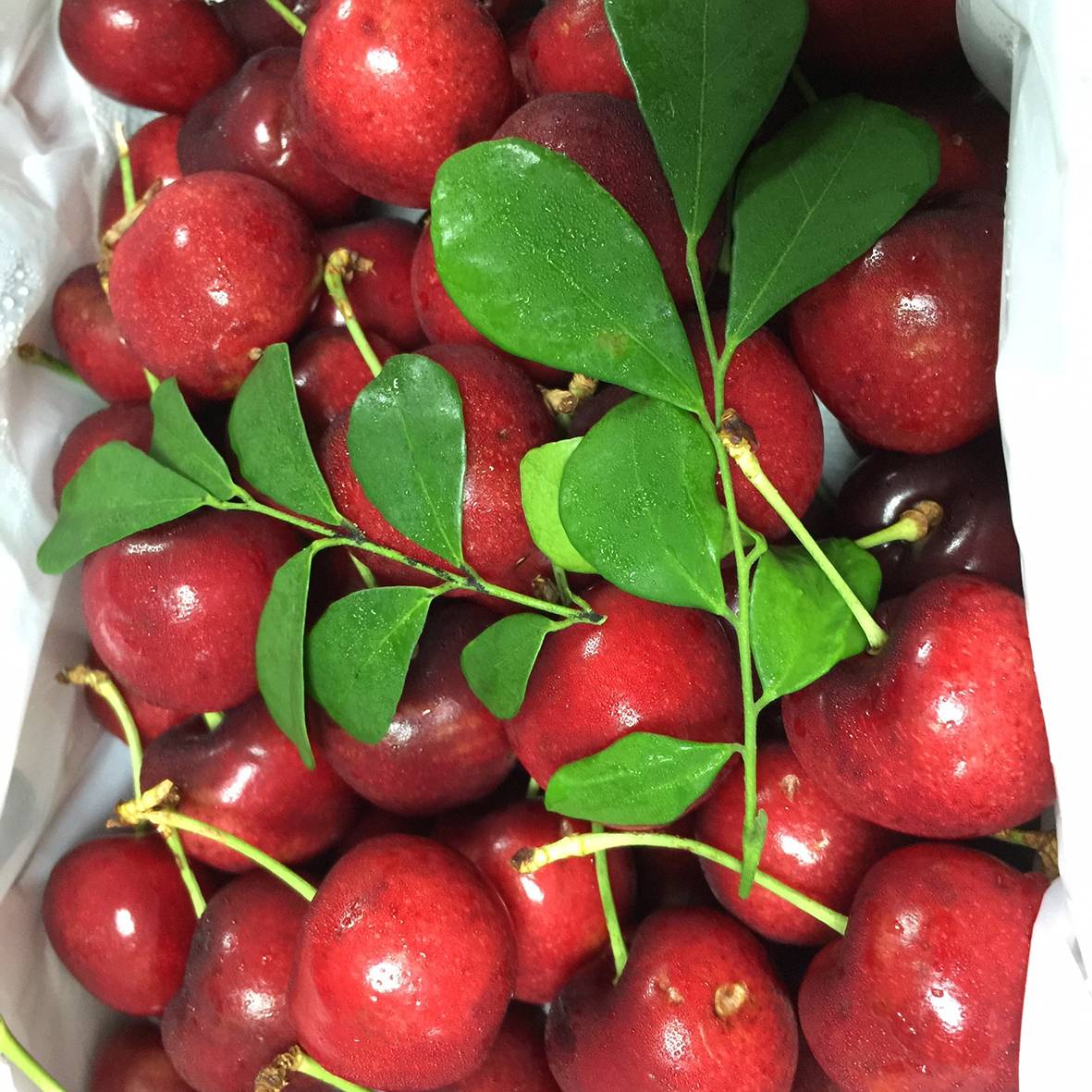 智利空運櫻桃 1KG/盒
